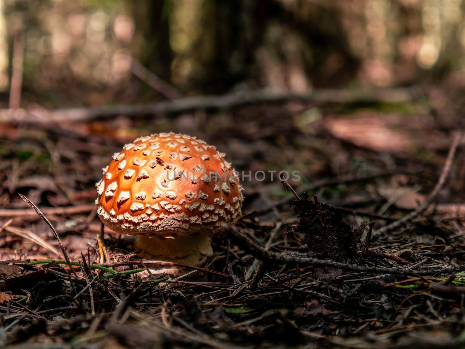 Beautiful red mushroom hog growing in the grass color by lempro
