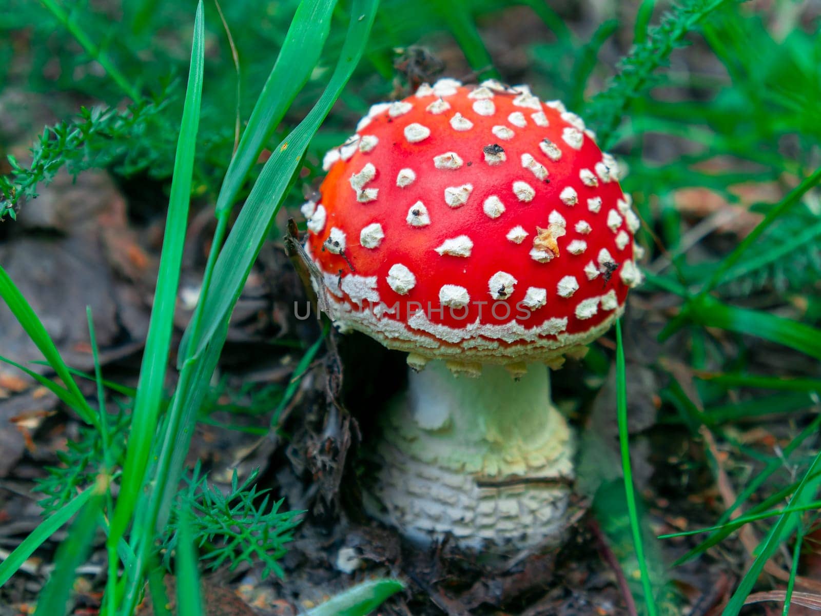 Beautiful re mushroom hog growing in the grass color by lempro