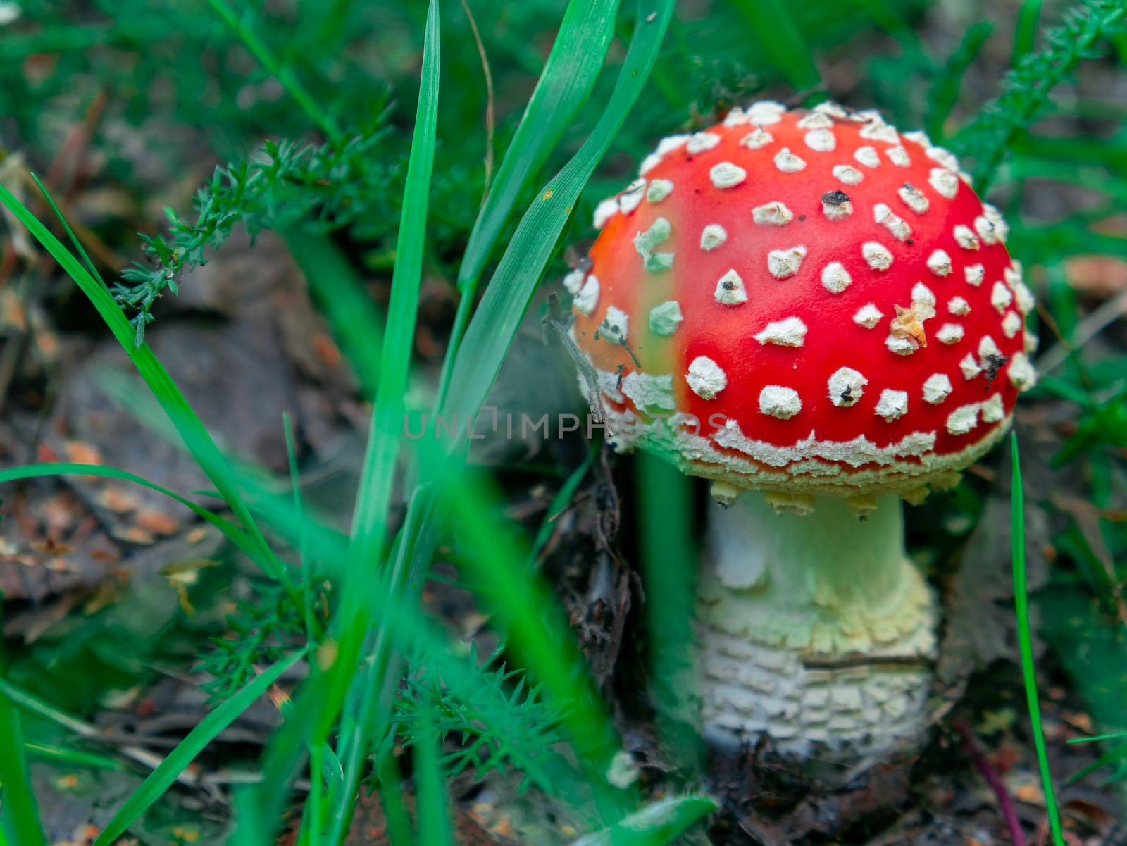 Beautiful mushroom growing in the grass