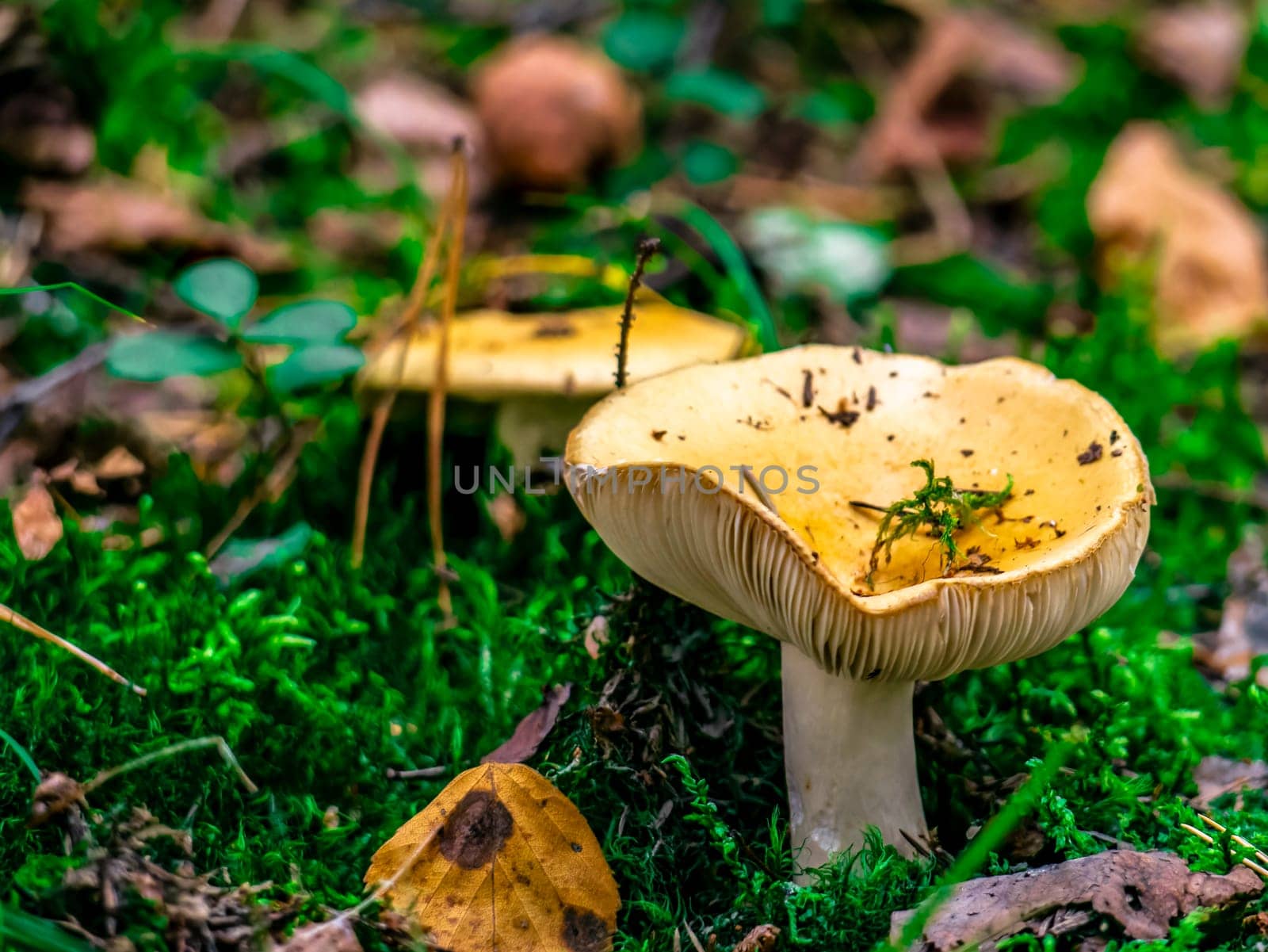 Beautiful mushroom growing in the grass color by lempro