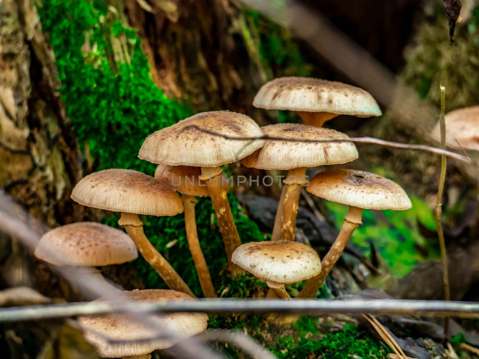 Beautiful mushroom growing in the grass