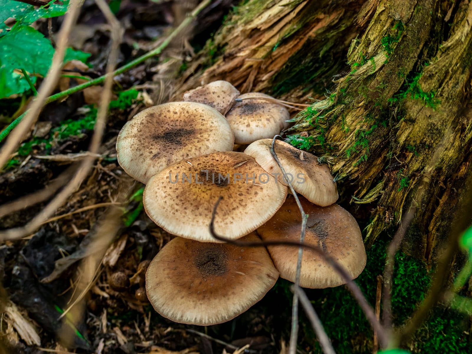 Beautiful mushroom growing in the grass