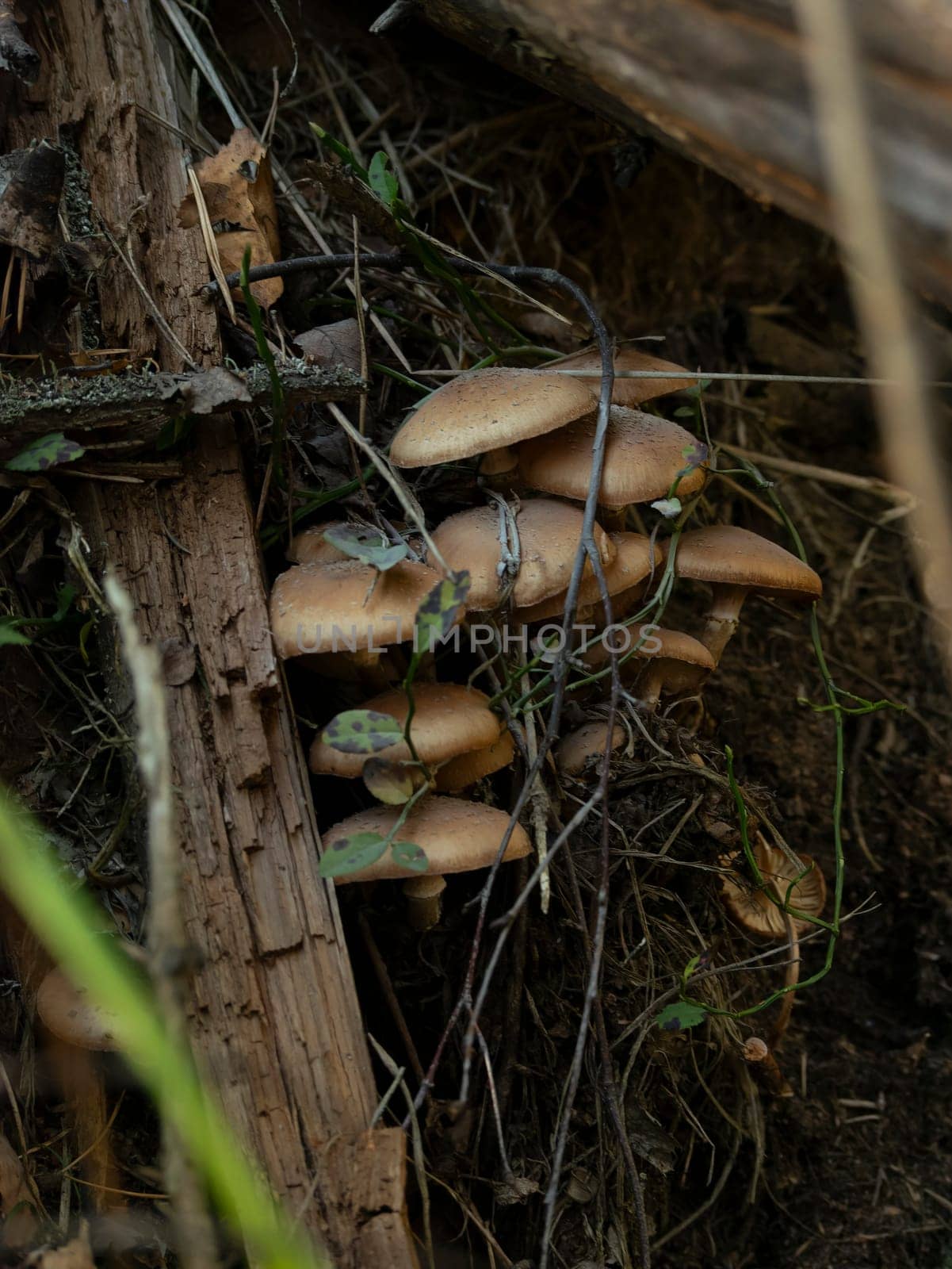 Beautiful mushroom growing in the grass color by lempro