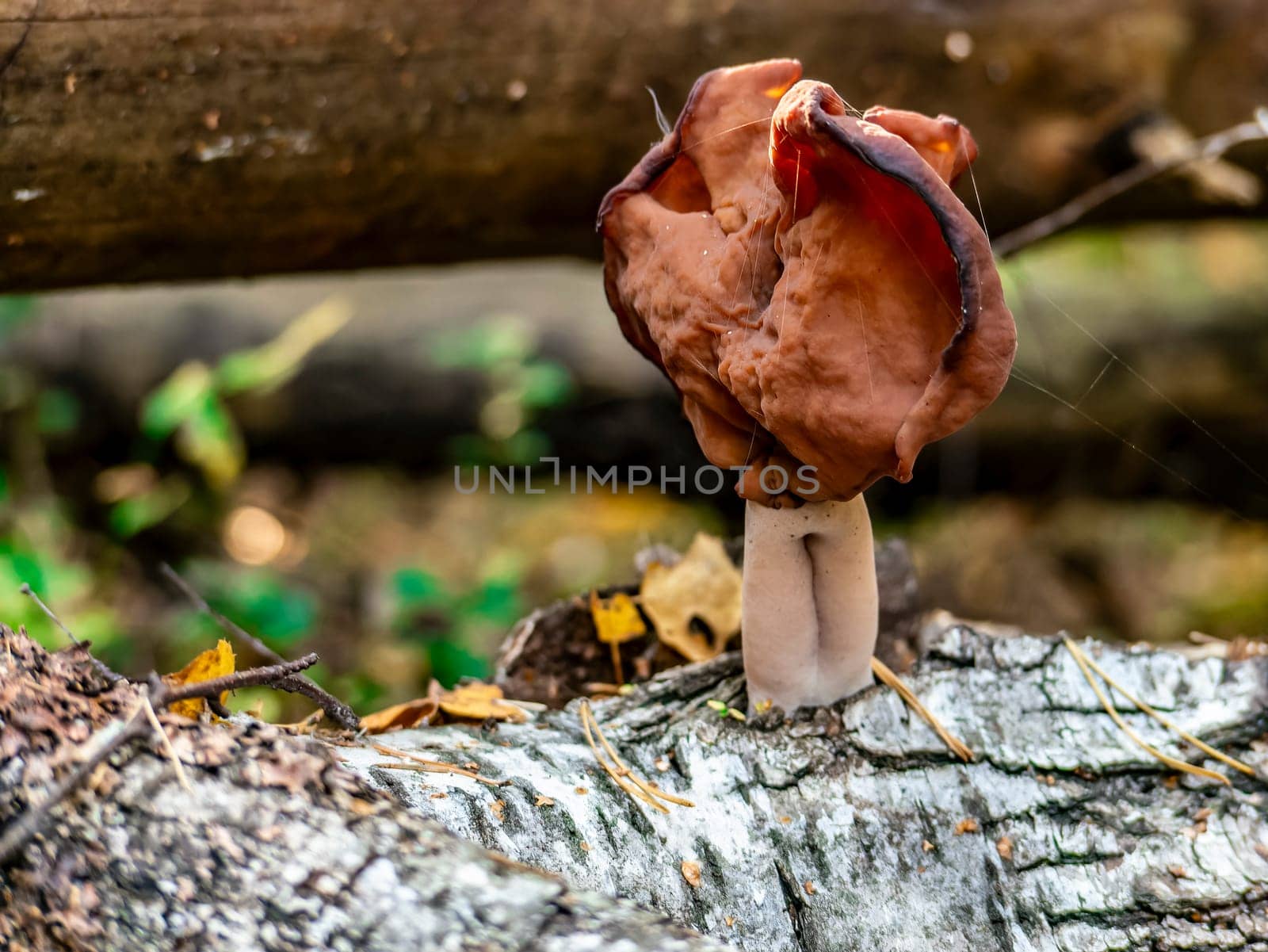 Beautiful mushroom hog growing in the grass