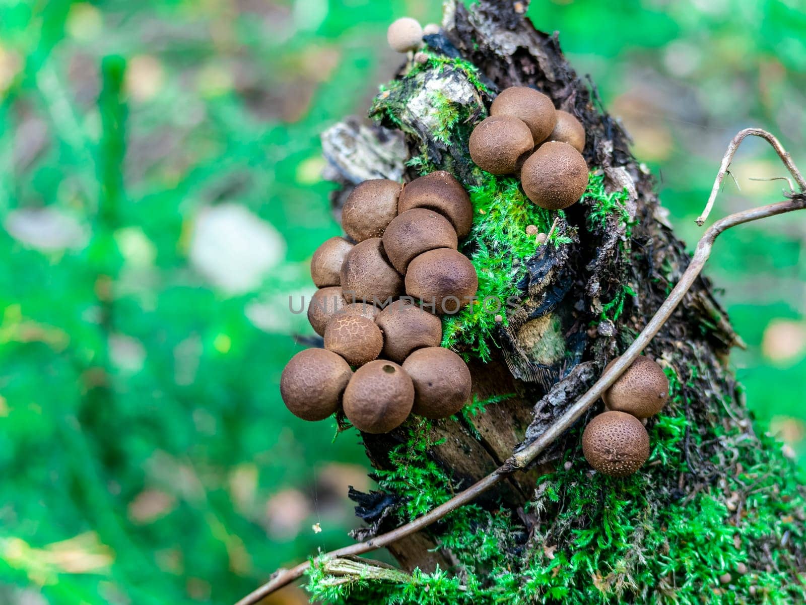 Beautiful mushroom hog growing in the grass