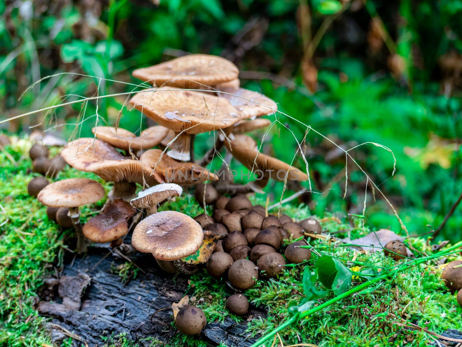 Beautiful honey mushroom hog growing in the grass color by lempro