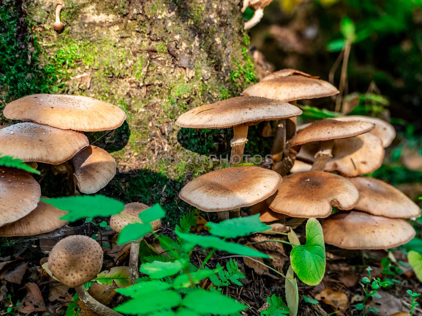 Beautiful honey mushroom hog growing in the grass color by lempro