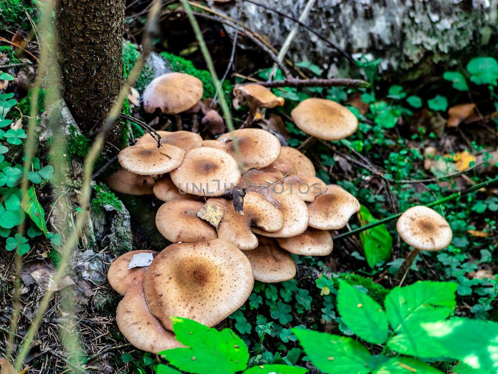 Beautiful honey mushroom hog growing in the grass color by lempro