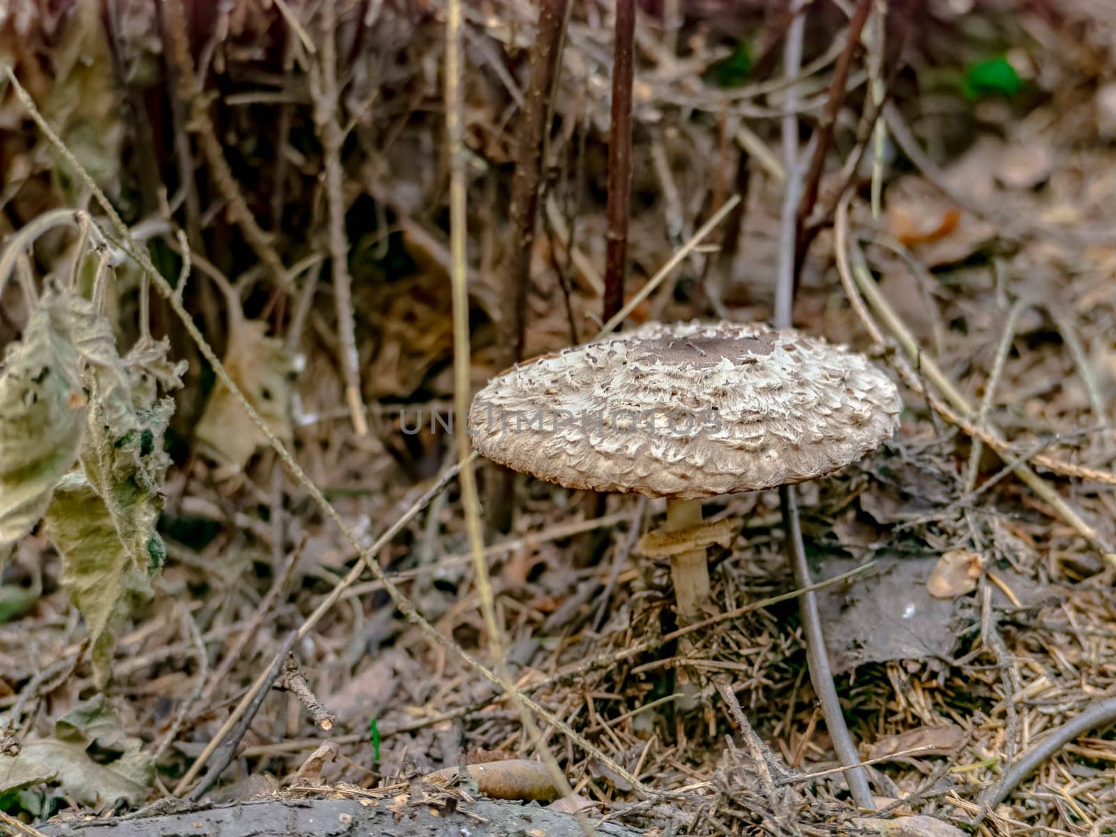 Beautiful brown mushroom hog growing in the grass color by lempro