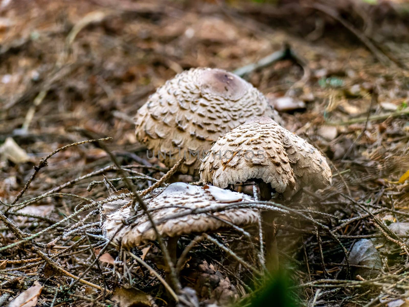 Beautiful mushroom hog growing in the grass