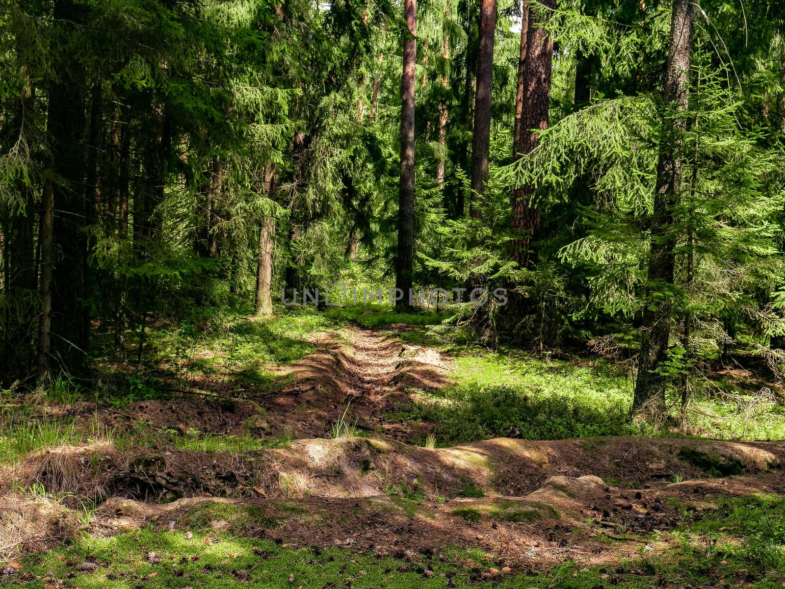 Beautiful landscape of coniferous forest