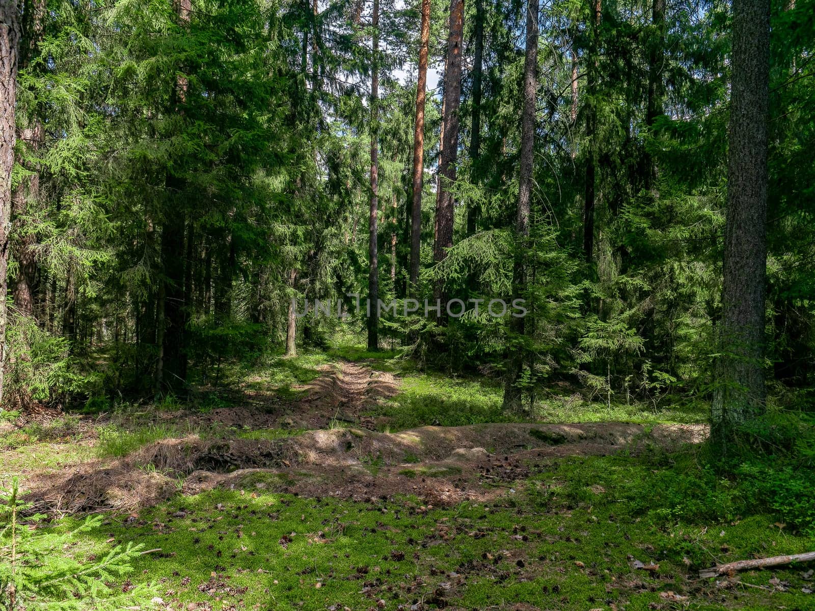 Beautiful landscape of coniferous forest