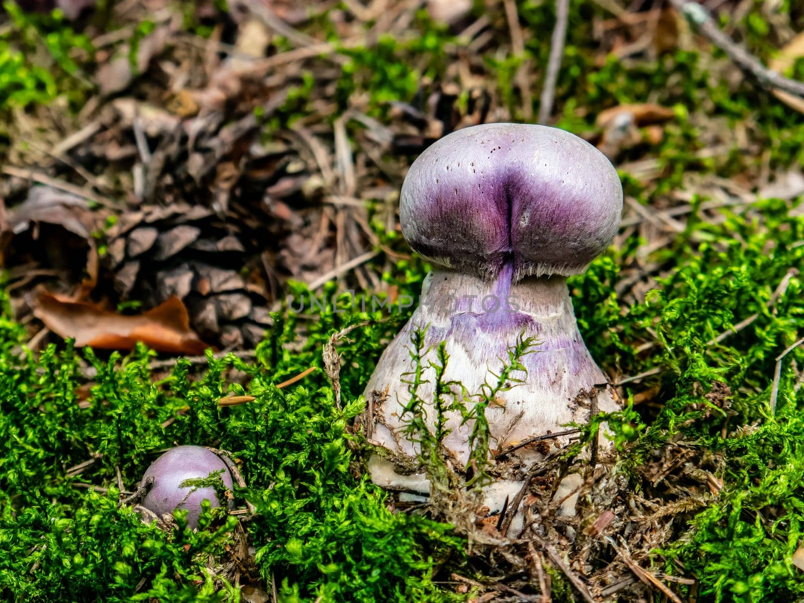 Beautiful purple mushroom hog growing in the grass color by lempro