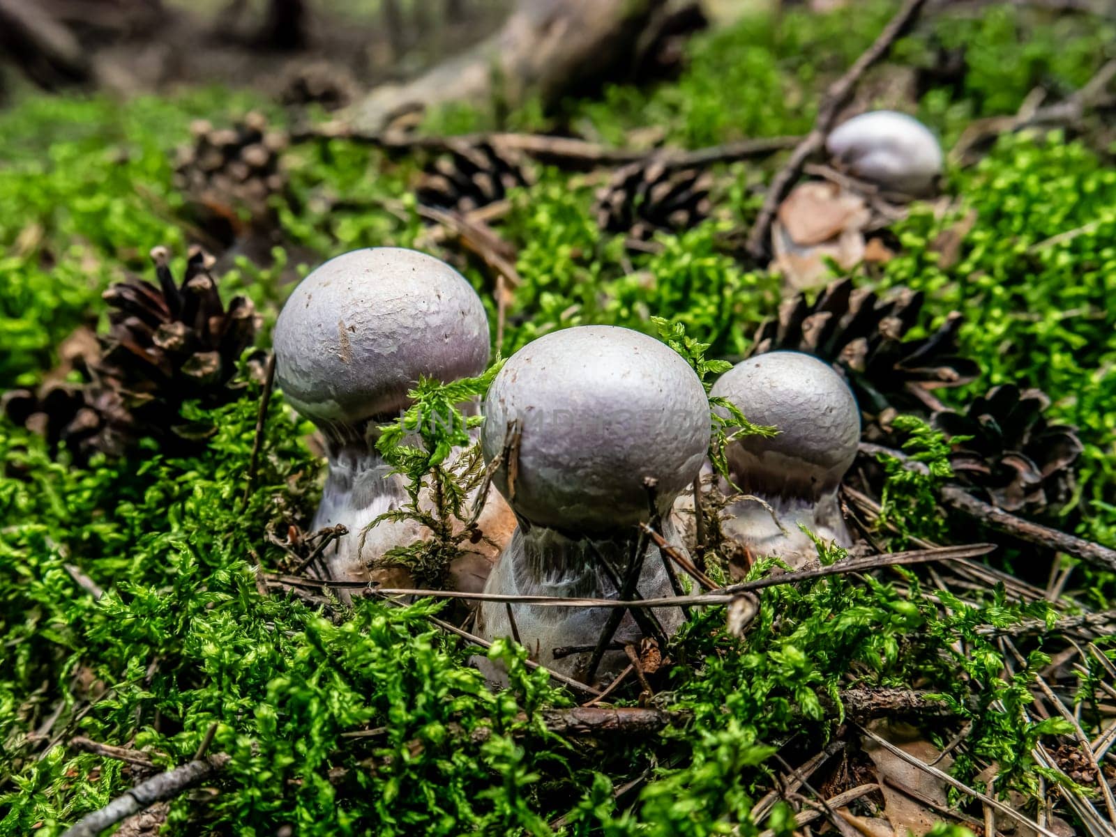 Beautiful mushroom hog growing in the grass