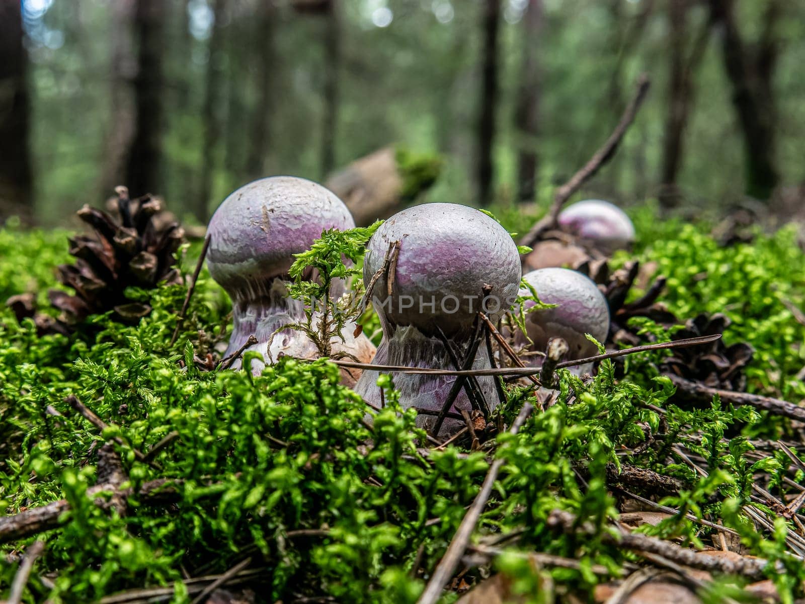 Beautiful purple mushroom hog growing in the grass color by lempro