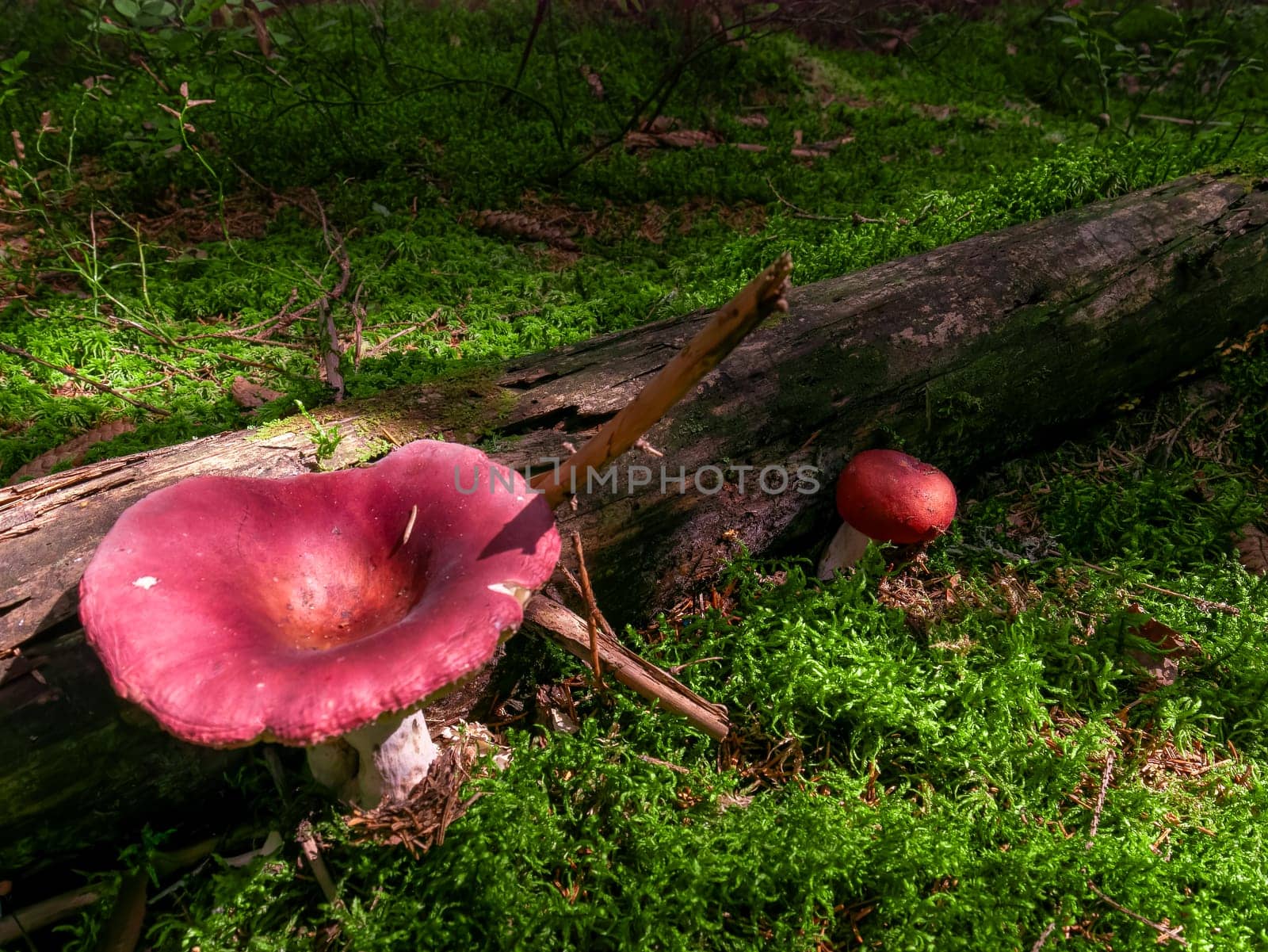 Beautiful red mushroom hog growing in the grass color by lempro