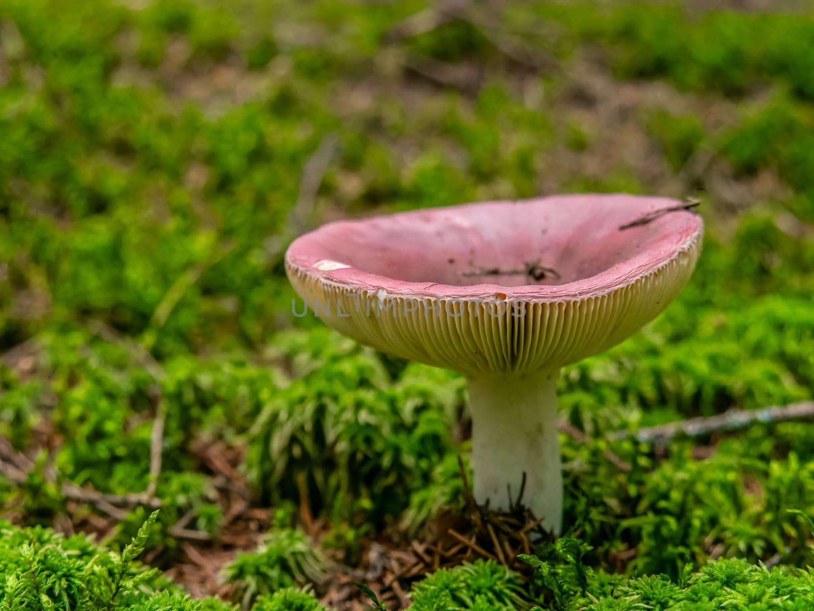 Beautiful mushroom hog growing in the grass