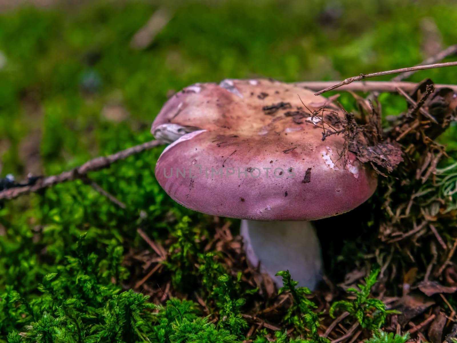 Beautiful mushroom hog growing in the grass