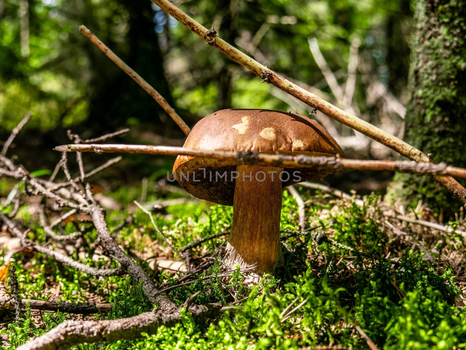 Beautiful brown mushroom hog growing in the grass color by lempro