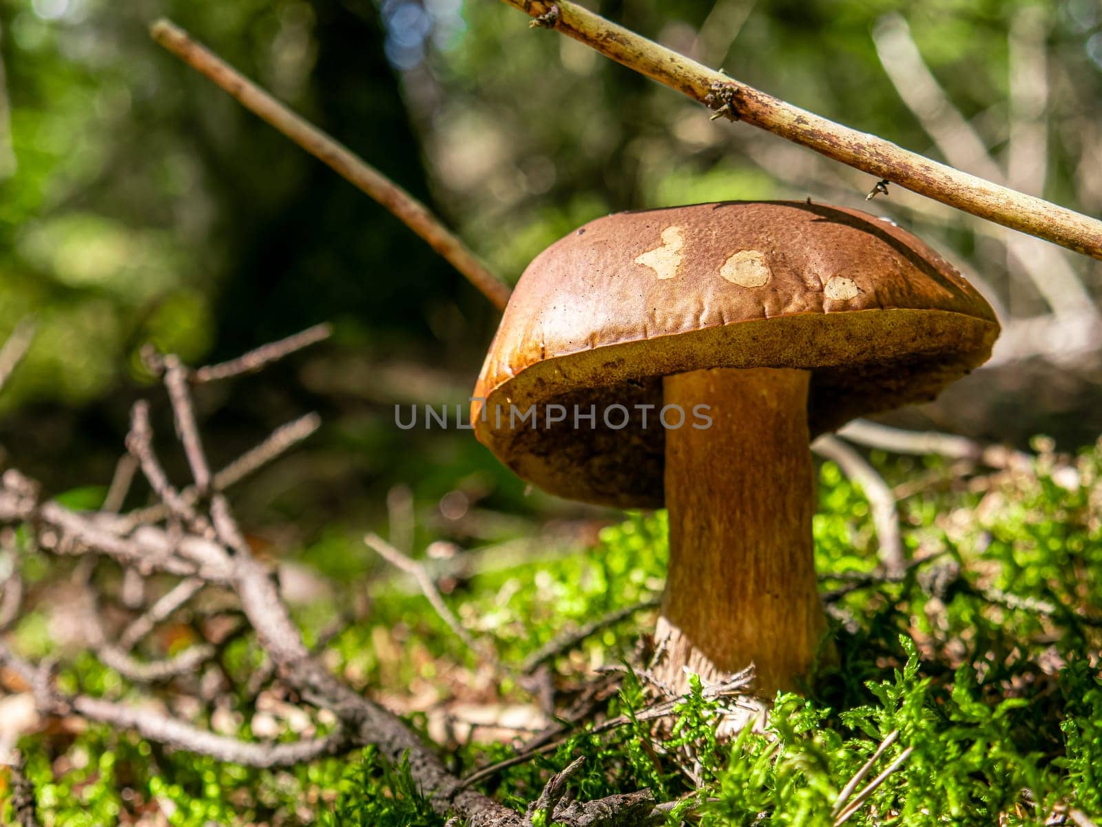 Beautiful mushroom hog growing in the grass