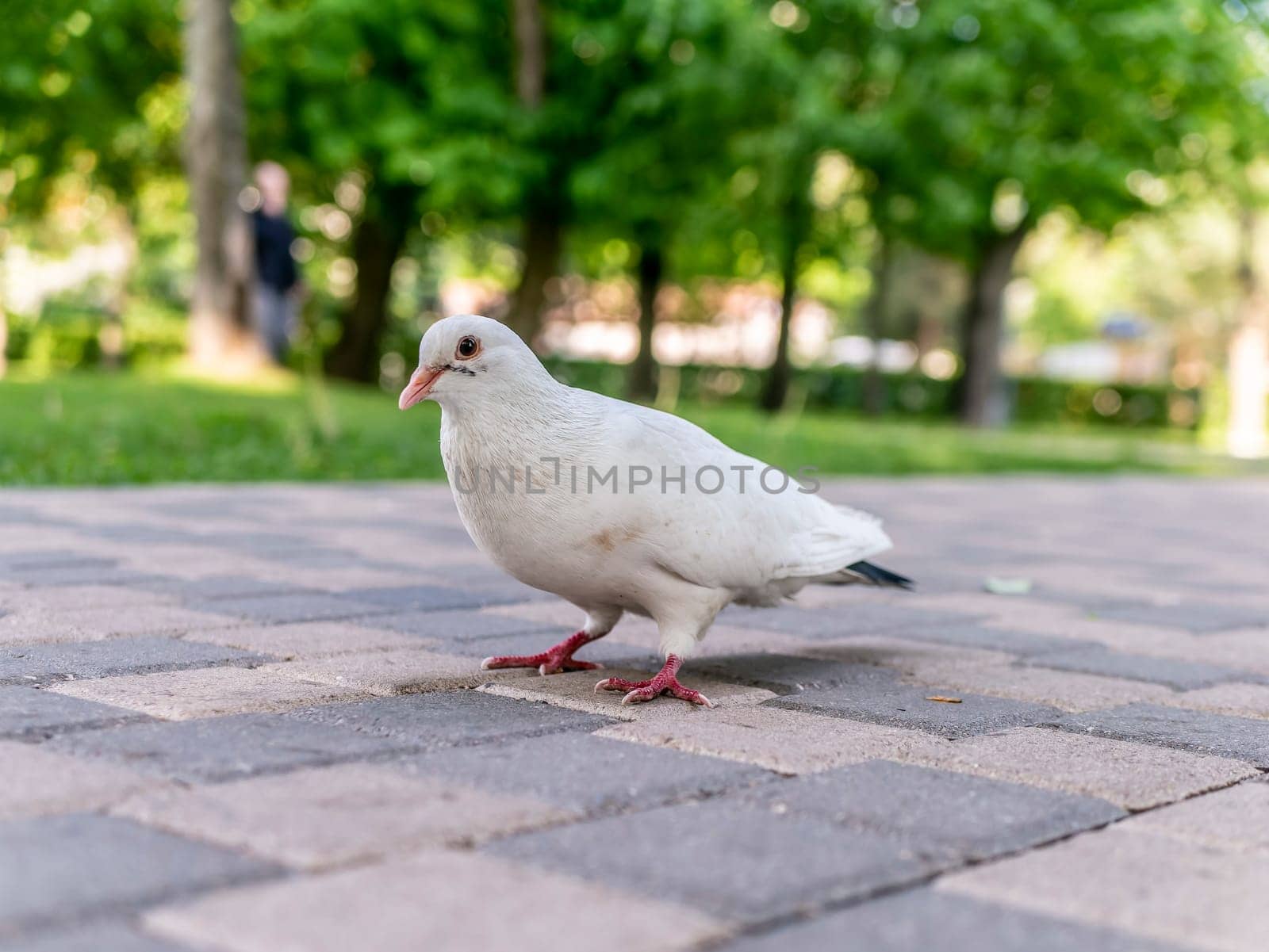 A beautiful white pigeon on the road of the city park by lempro