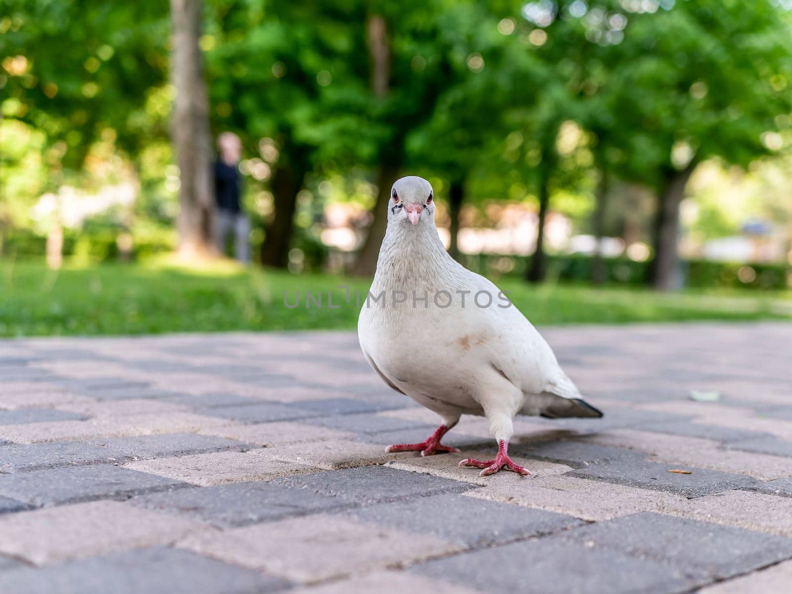 A beautiful white pigeon on the road of the city park by lempro