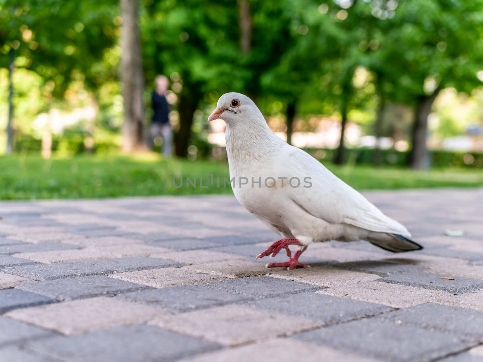 A beautiful white pigeon on the road of the city park by lempro