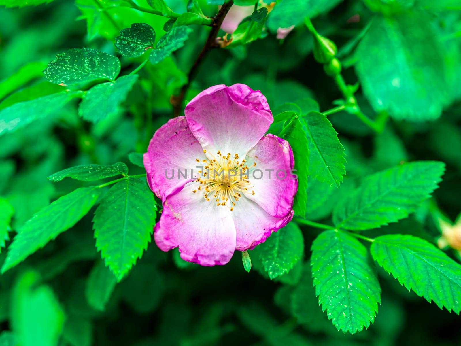 Beautiful rosehip flower on a green background by lempro