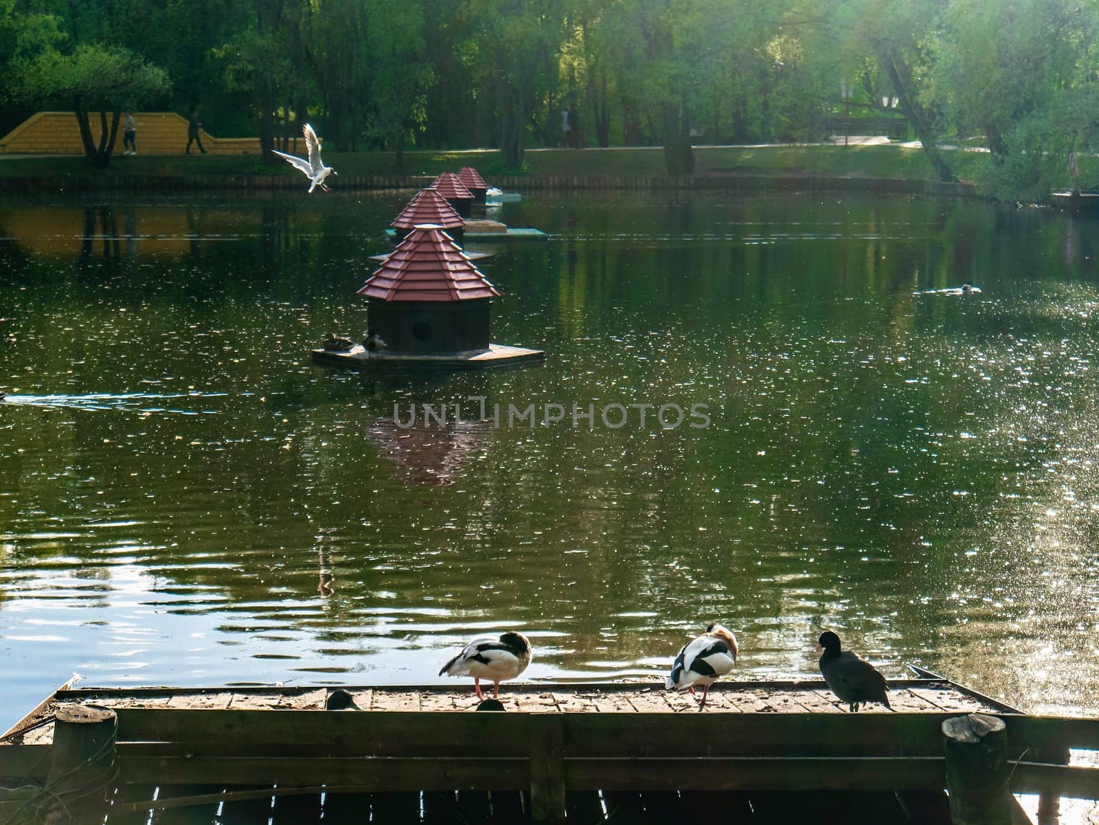 Ducks are sitting by the pond admiring the surroundings and enjoying the warm weather on a sunny summer day. color nature