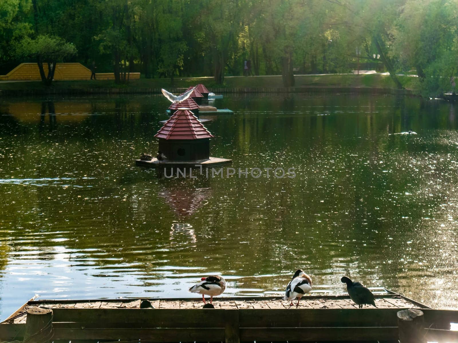 Ducks are sitting by the pond admiring the surroundings and enjoying the warm weather on a sunny summer day. color nature