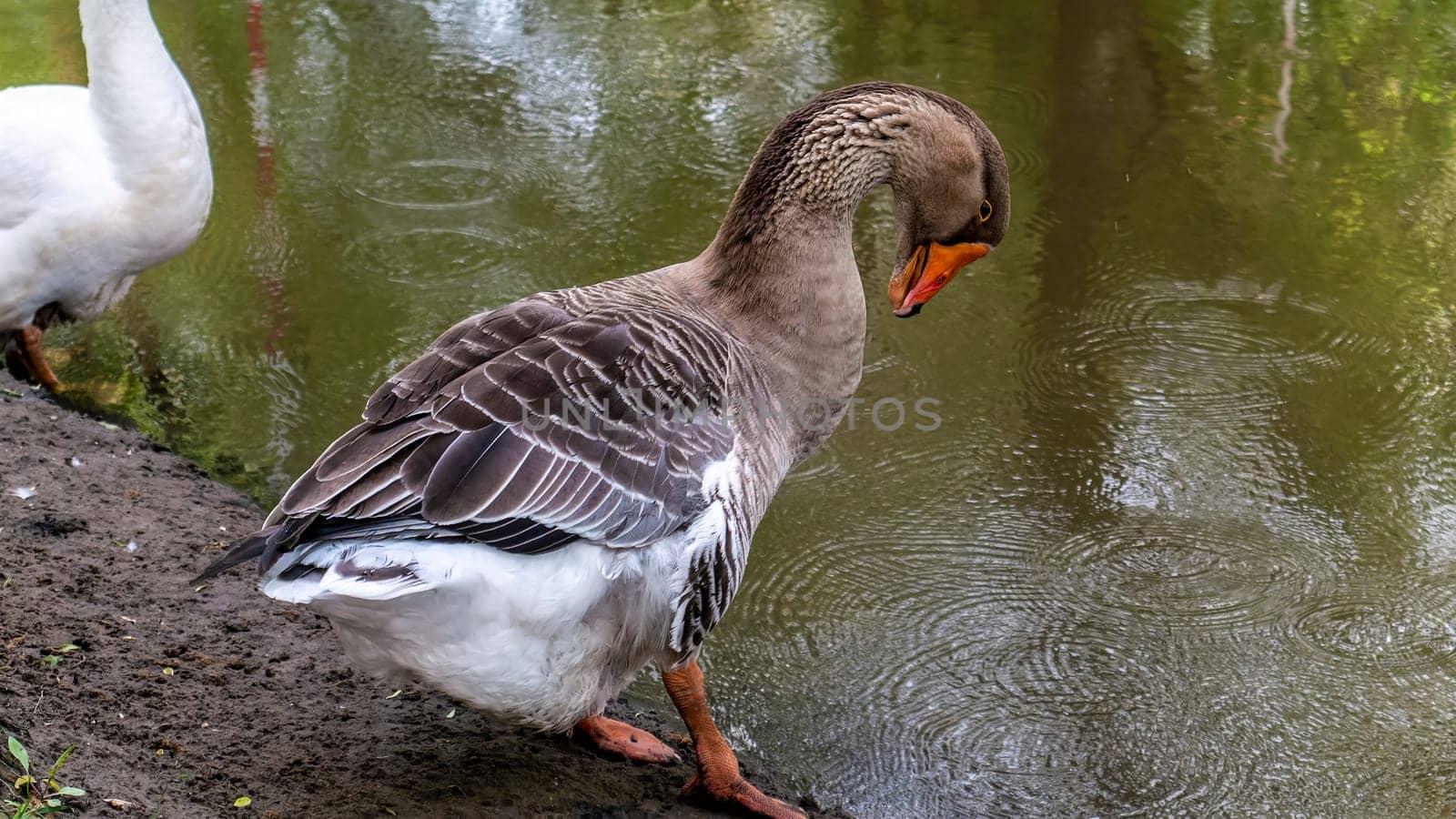 gray goose cleans itself on the bank of the river