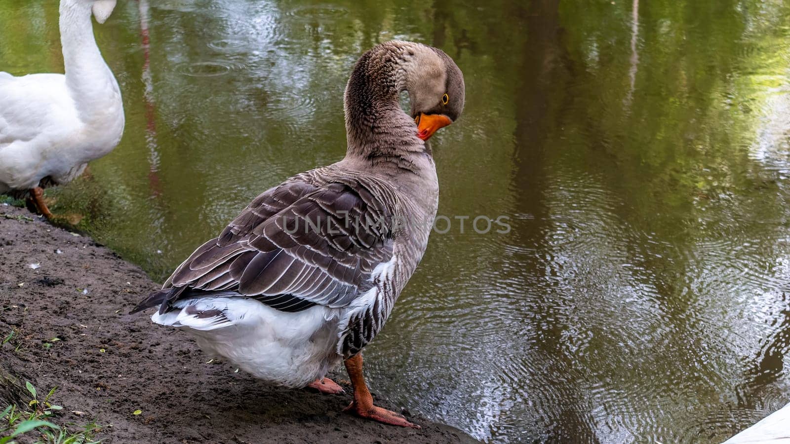gray goose cleans itself on the bank of the river. color nature by lempro