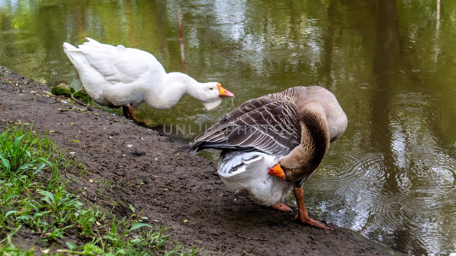 big geese on the river bank