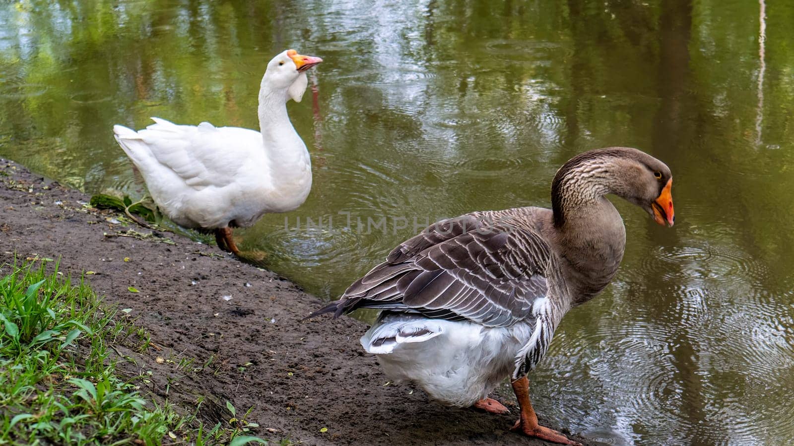 big geese on the river bank