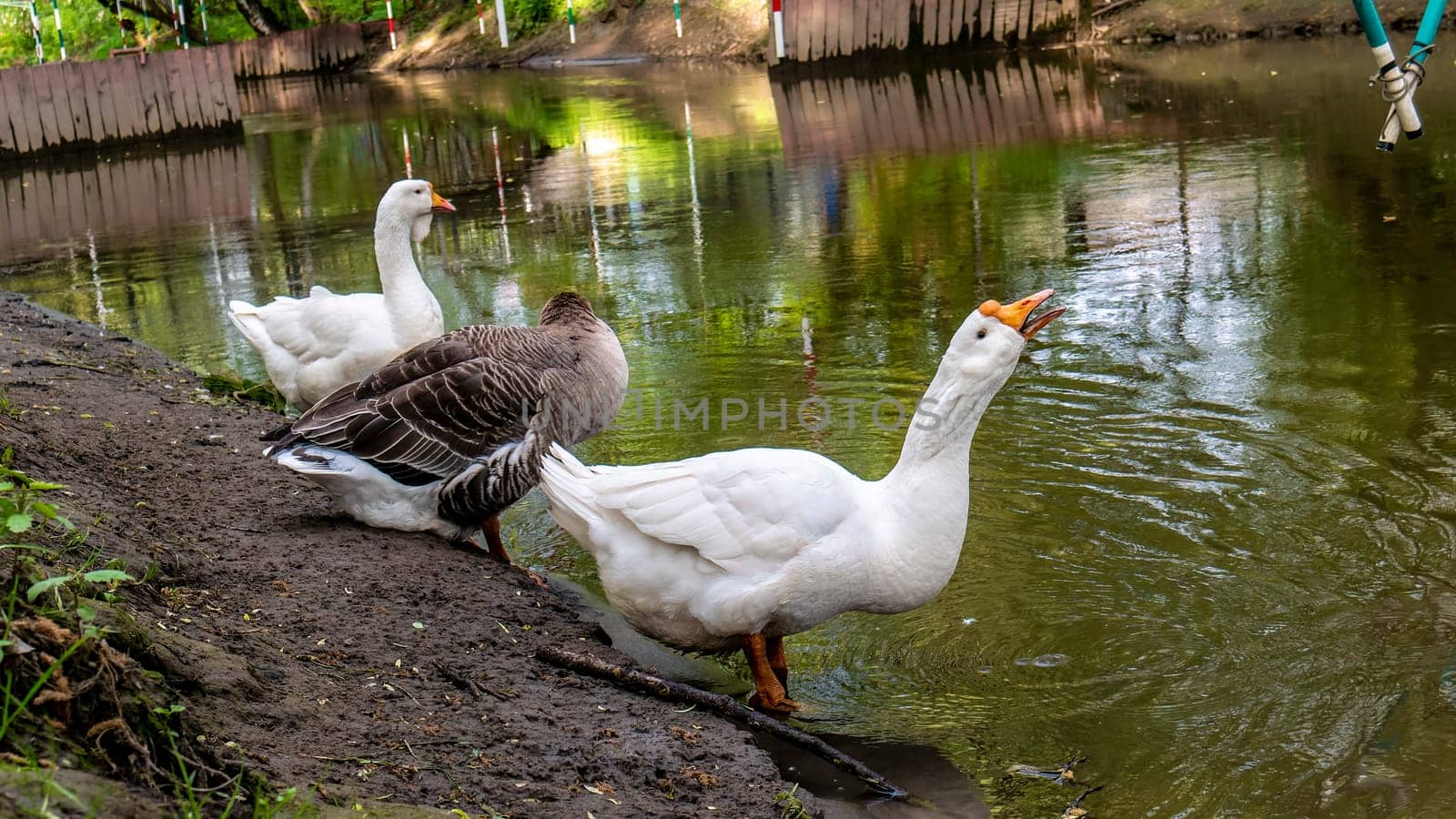 big geese on the river bank. color nature by lempro