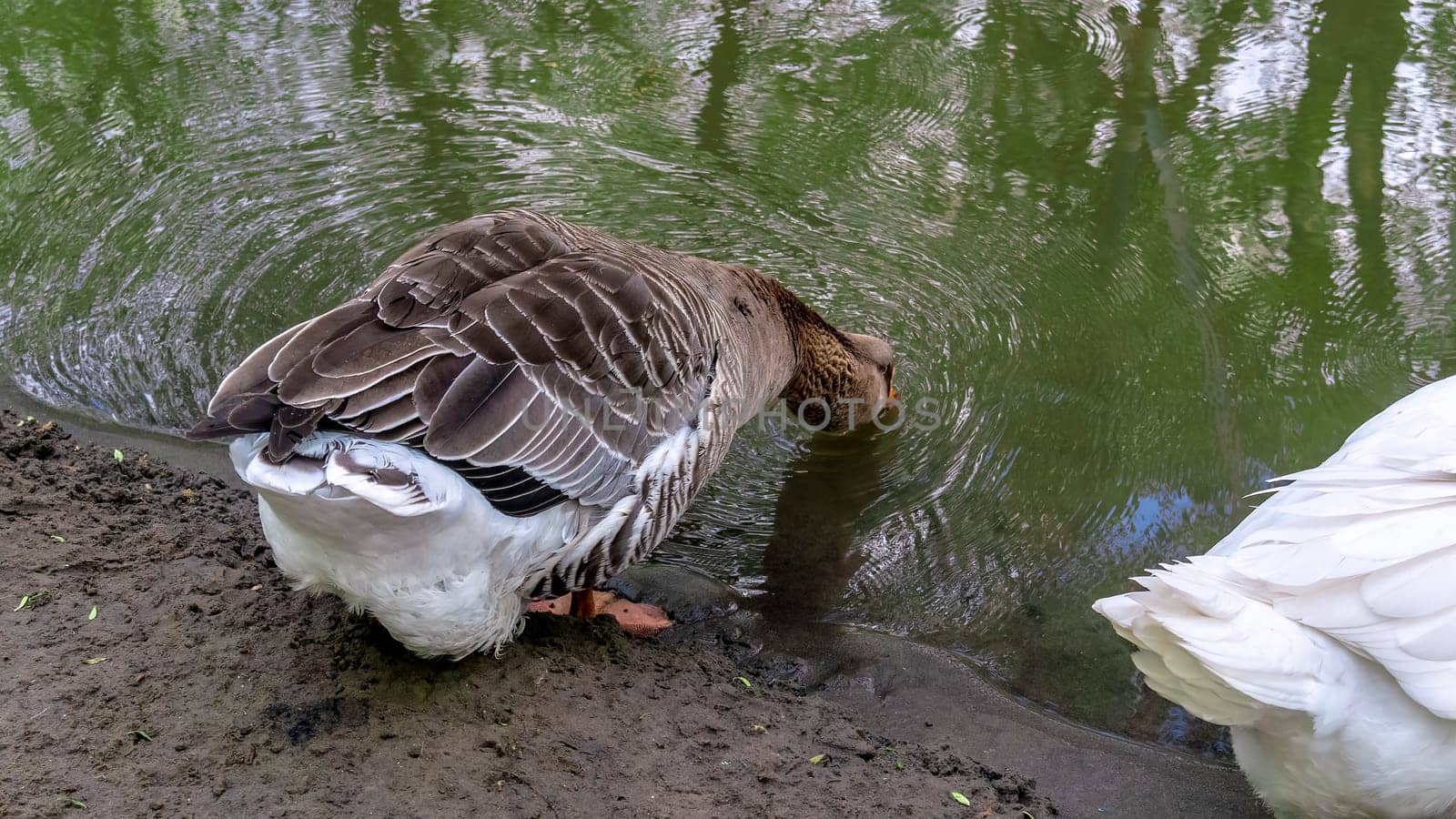 big geese on the river bank. color nature by lempro