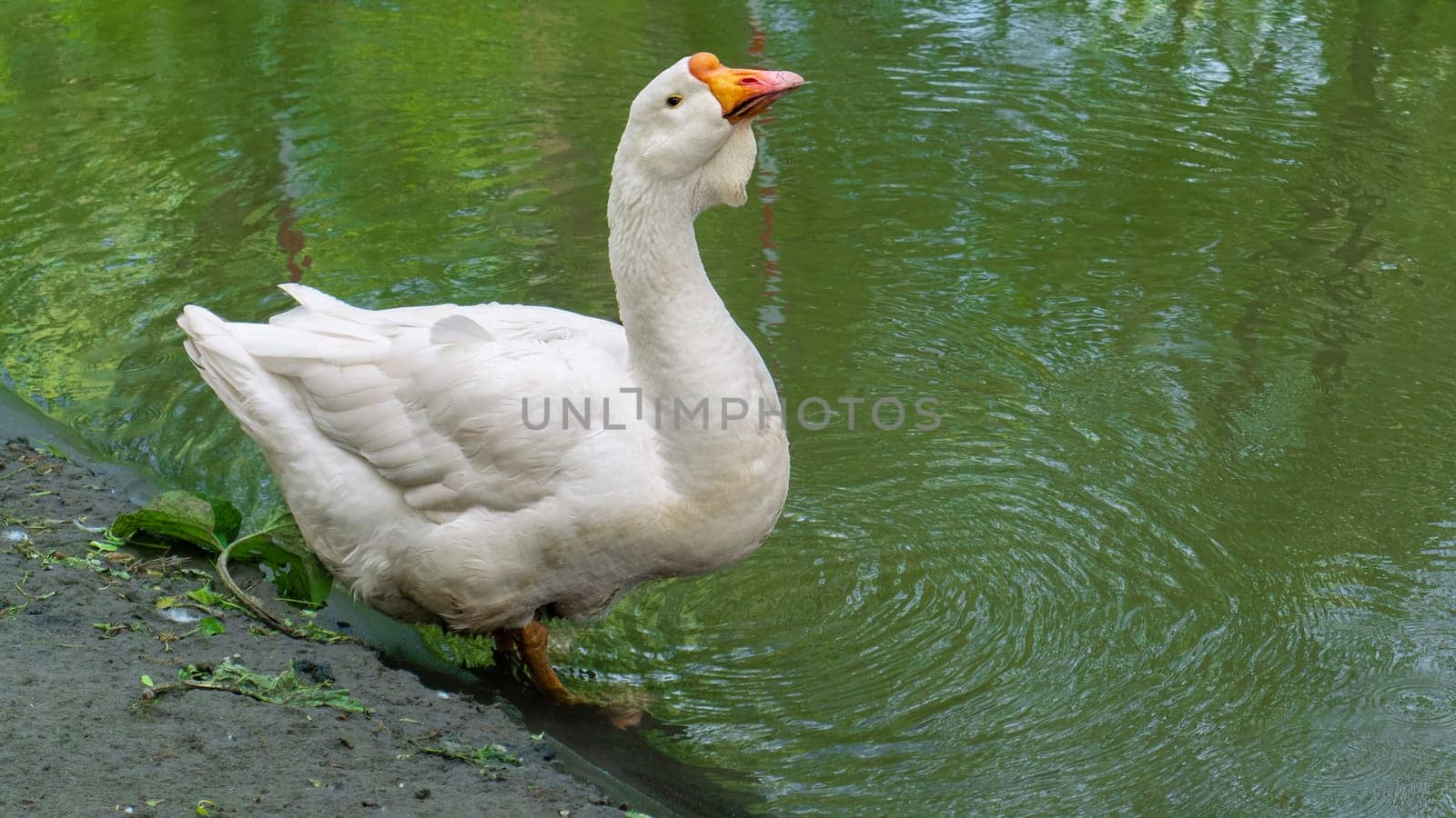 big geese on the river bank. color nature by lempro