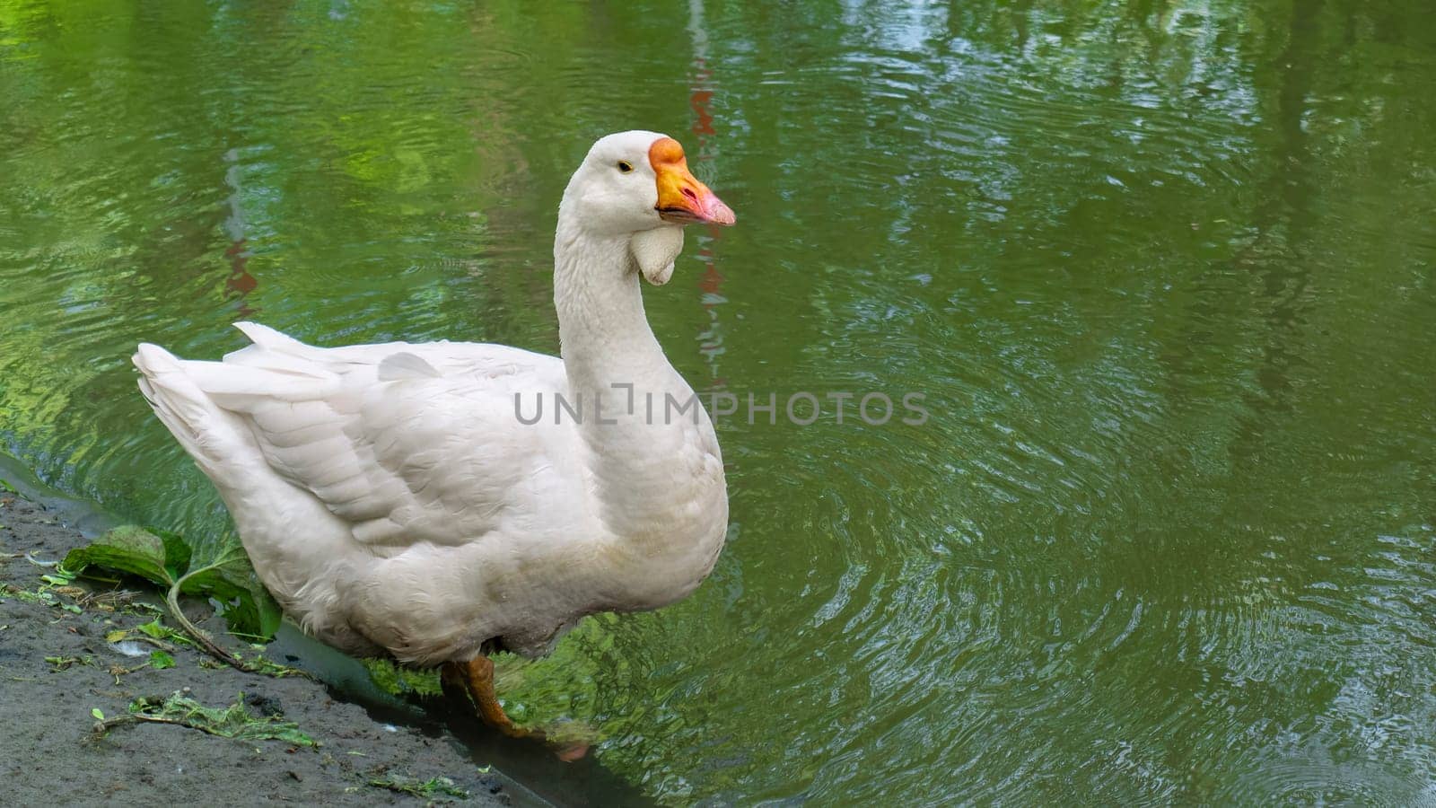 big geese on the river bank. color nature by lempro