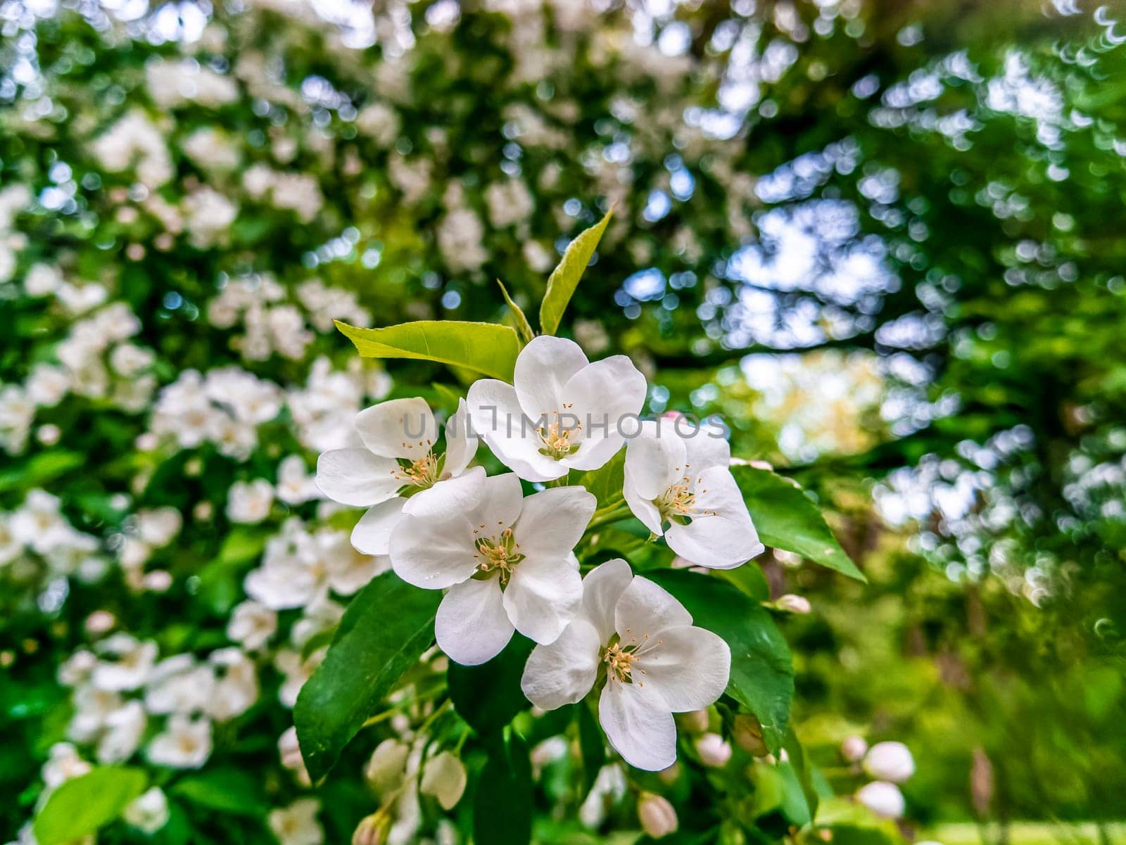 apple blossom close - up . spring background by lempro