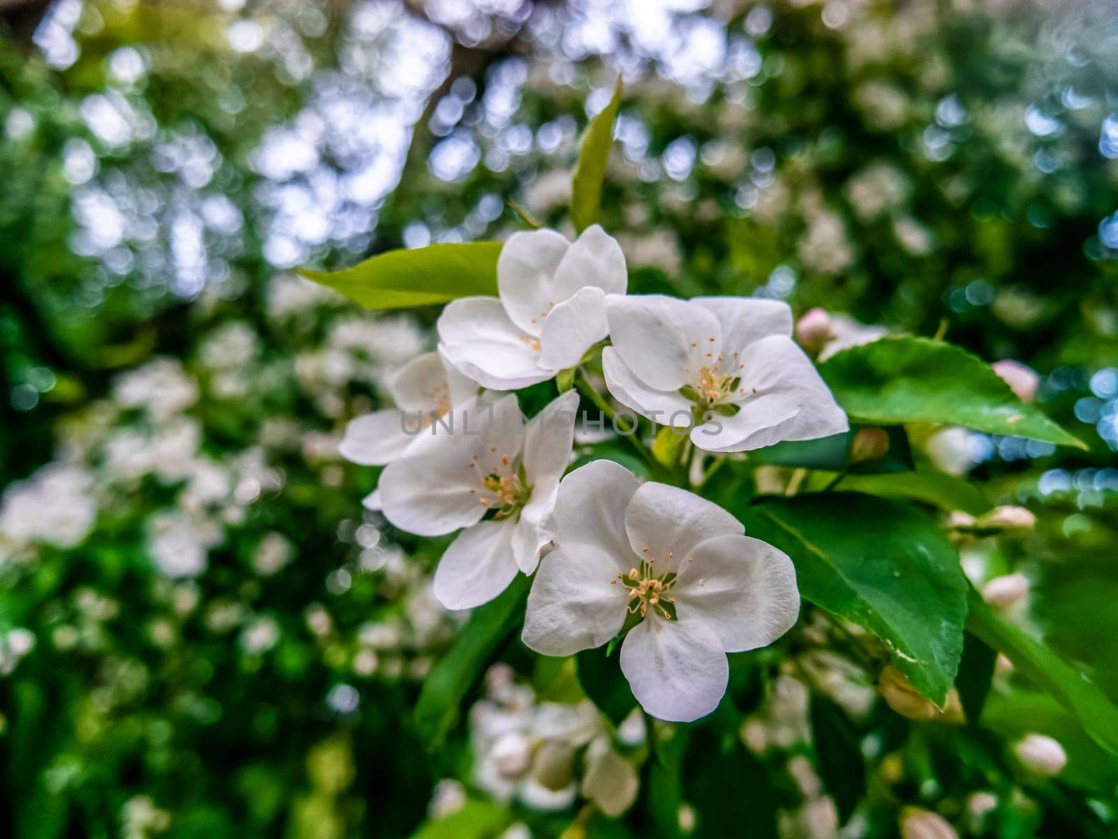 apple blossom close - up . spring background. natural color