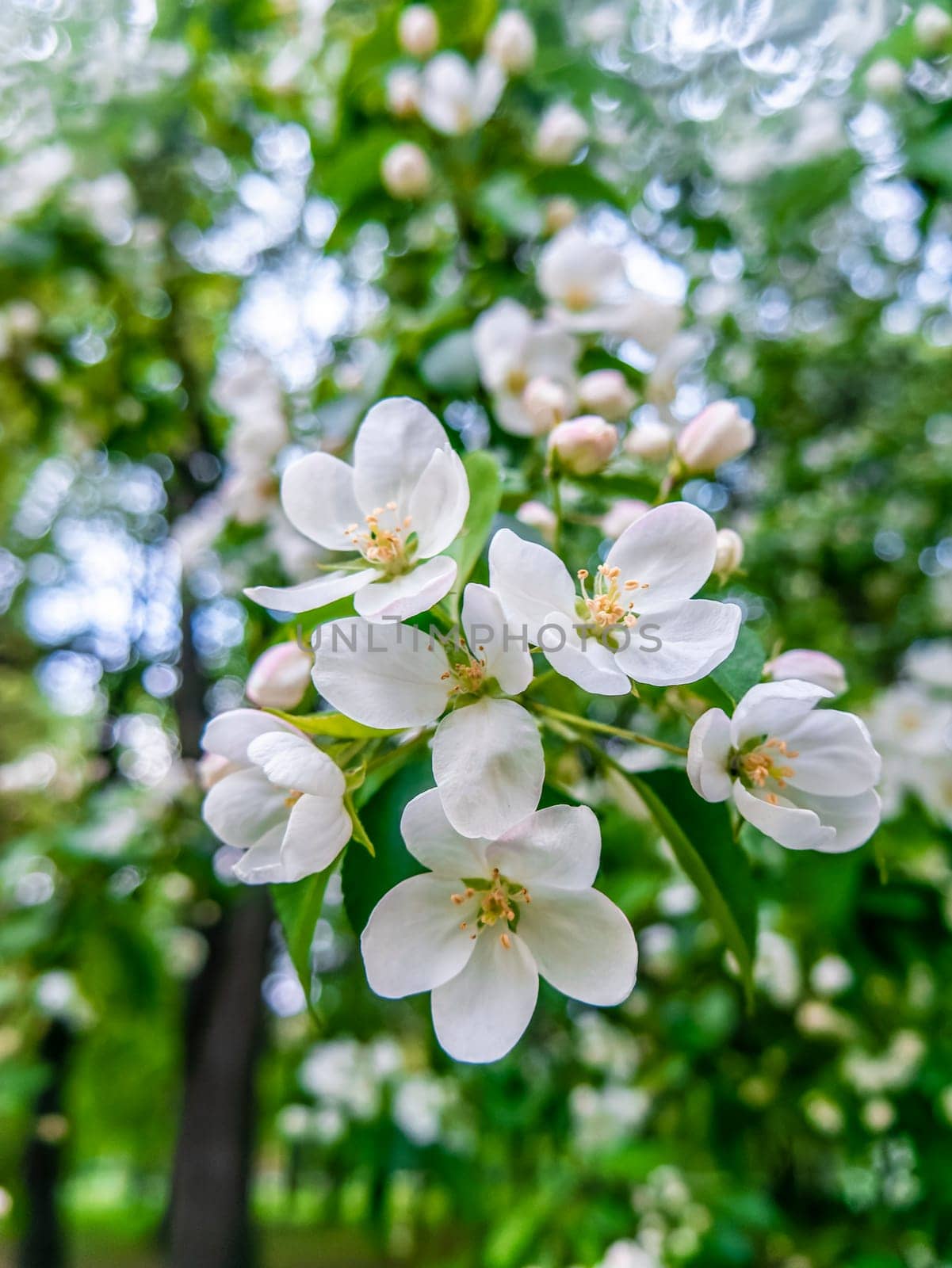 apple blossom close - up . spring background by lempro