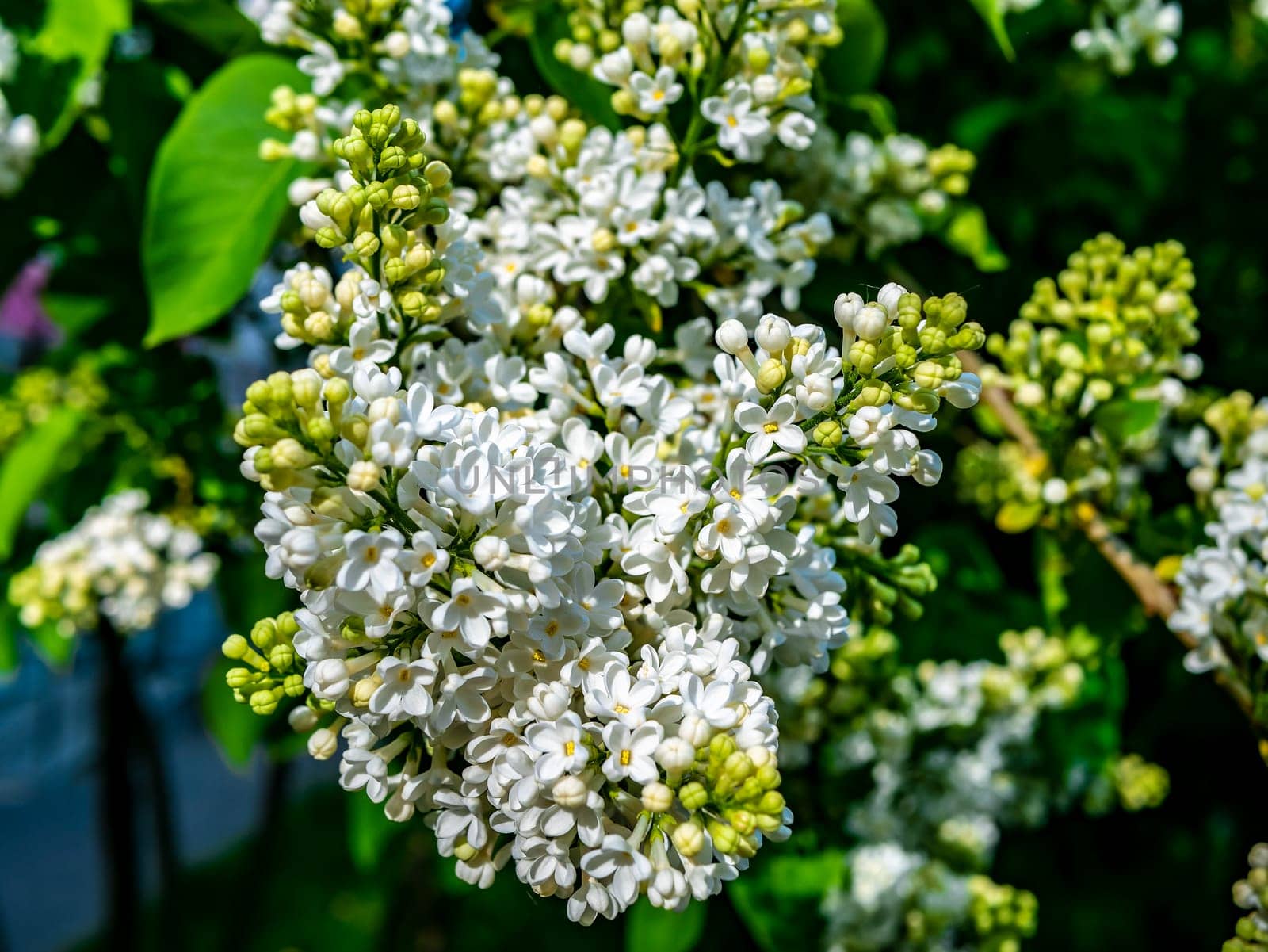 A branch of white lilac during flowering the summer. natural color