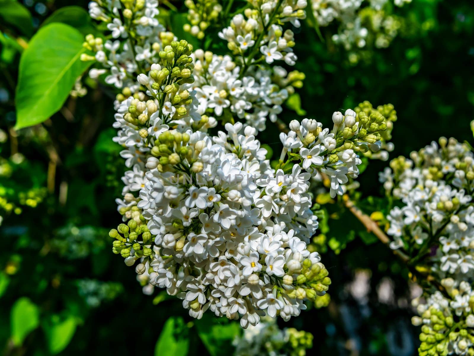 A branch of white lilac during flowering the summer. natural color