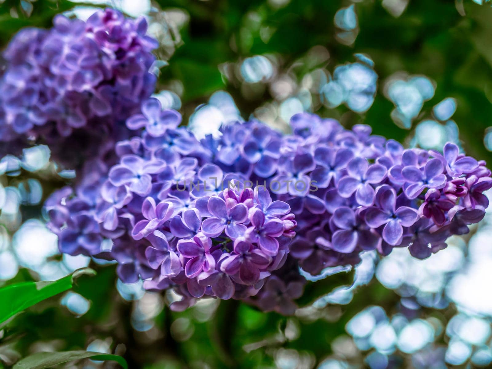 A branch of lilac during flowering the summer by lempro