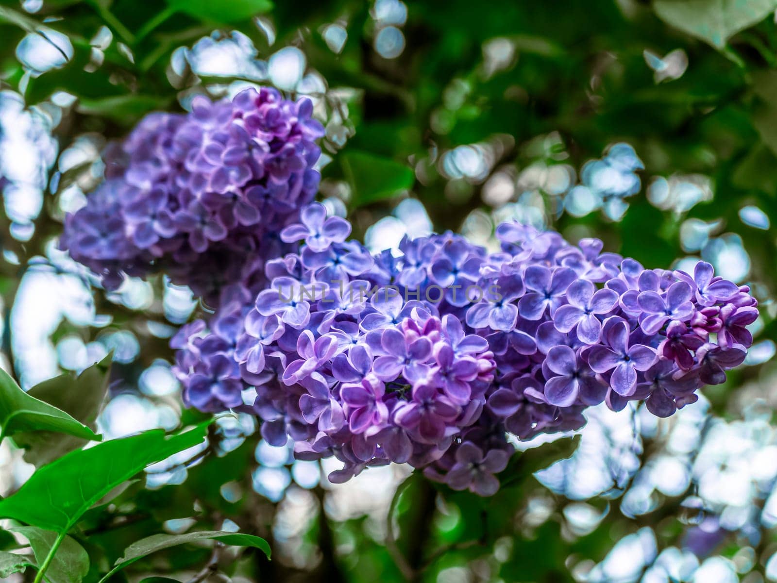 A branch of lilac during flowering the summer by lempro