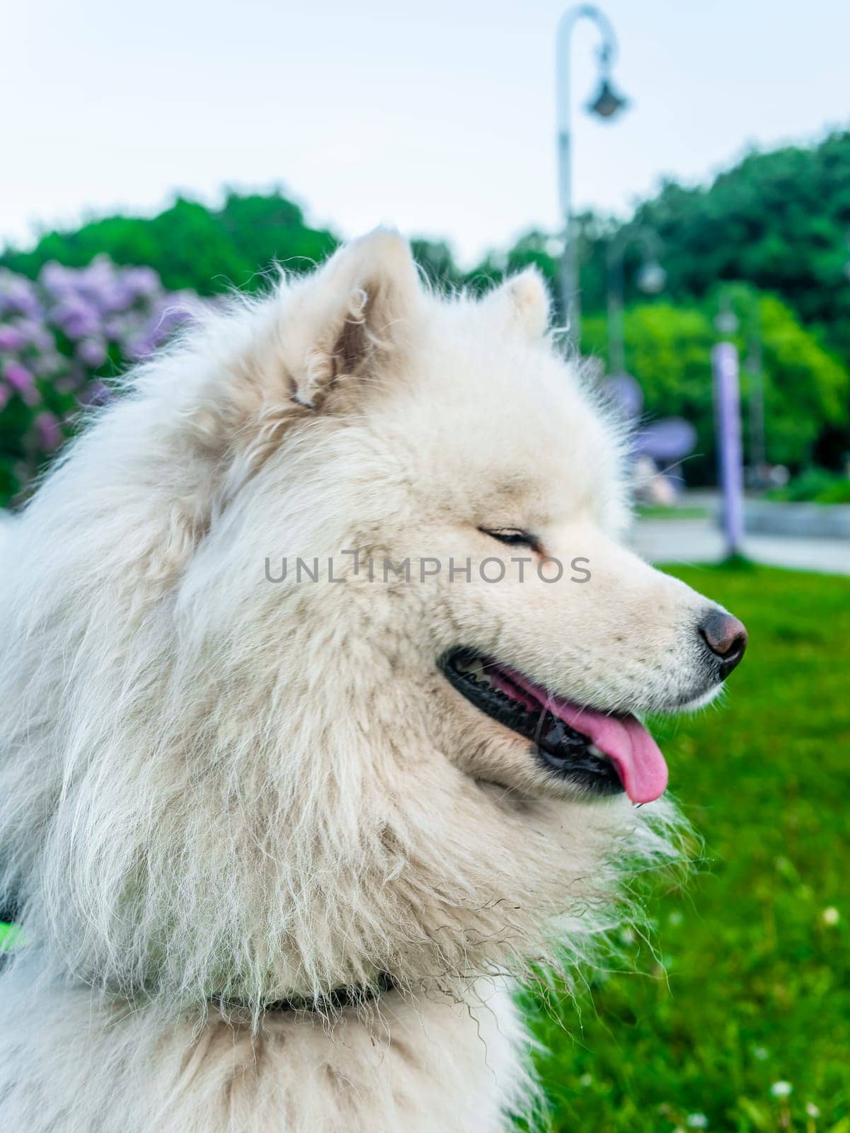 Portrait of white fluffy dog close-up on the street. day light by lempro