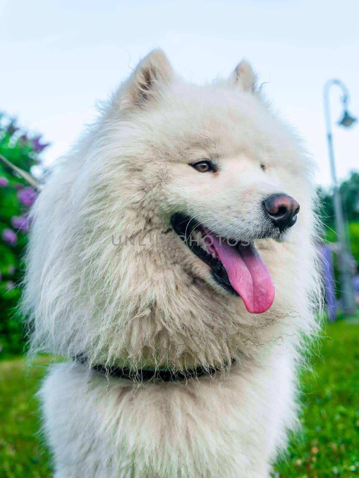 Portrait of white fluffy dog close-up on the street. day light by lempro