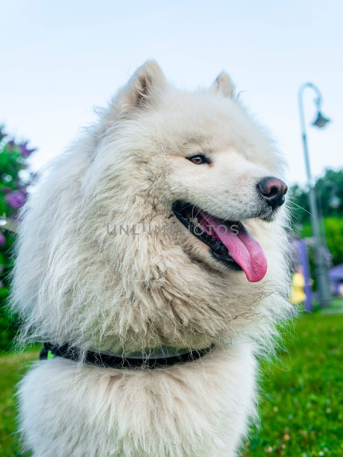 Portrait of white fluffy dog close-up on the street.