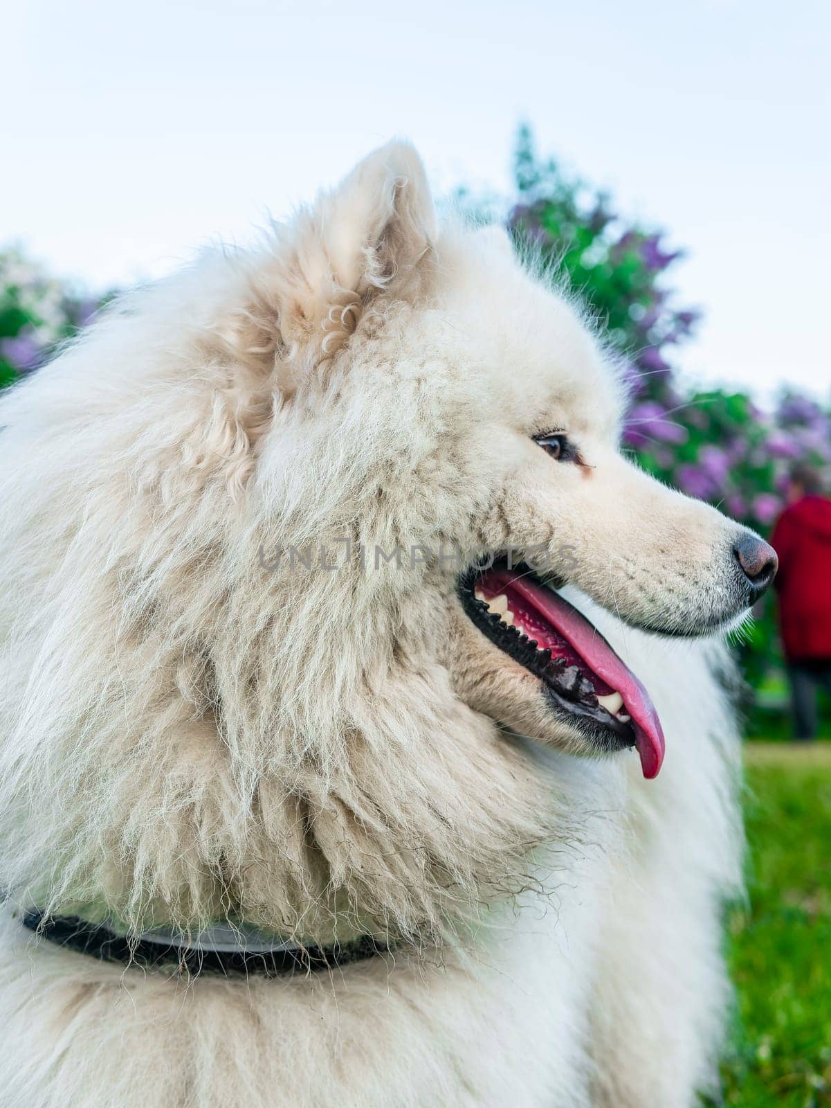 Portrait of white fluffy dog close-up on the street.