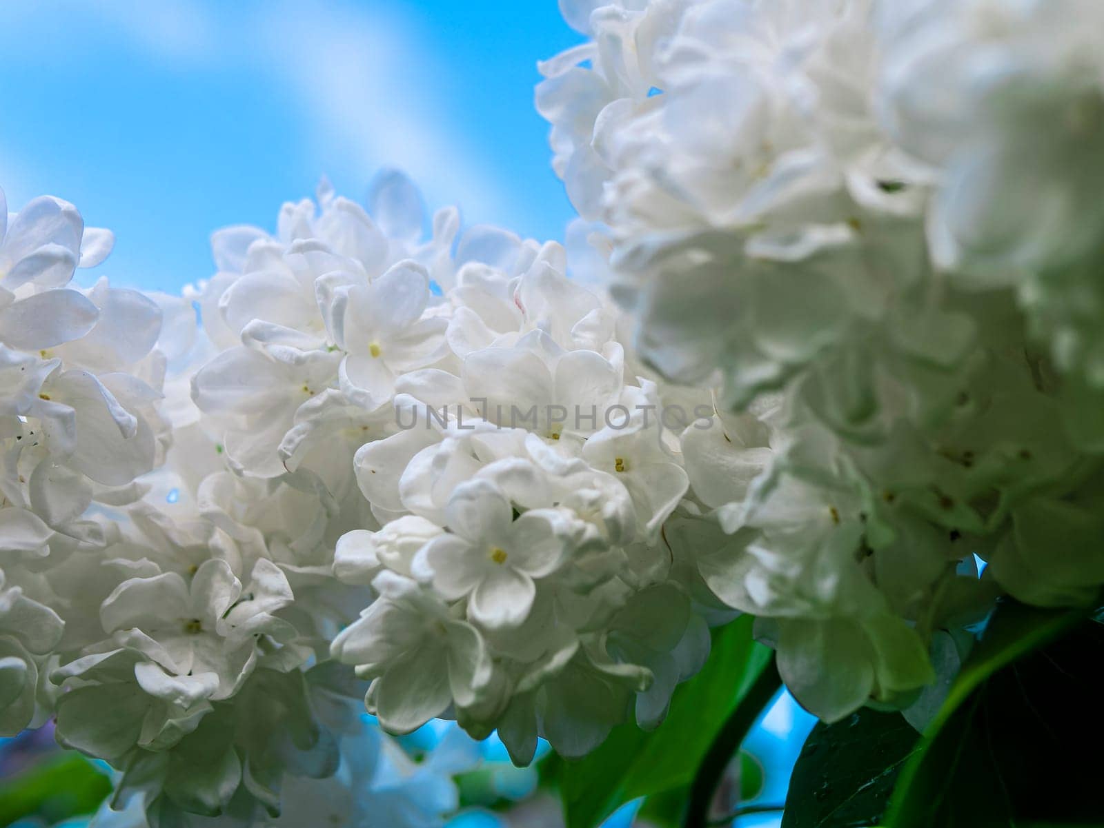 A branch of lilac during flowering the summer by lempro